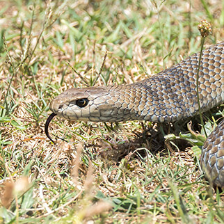 Snake Bite First Aid