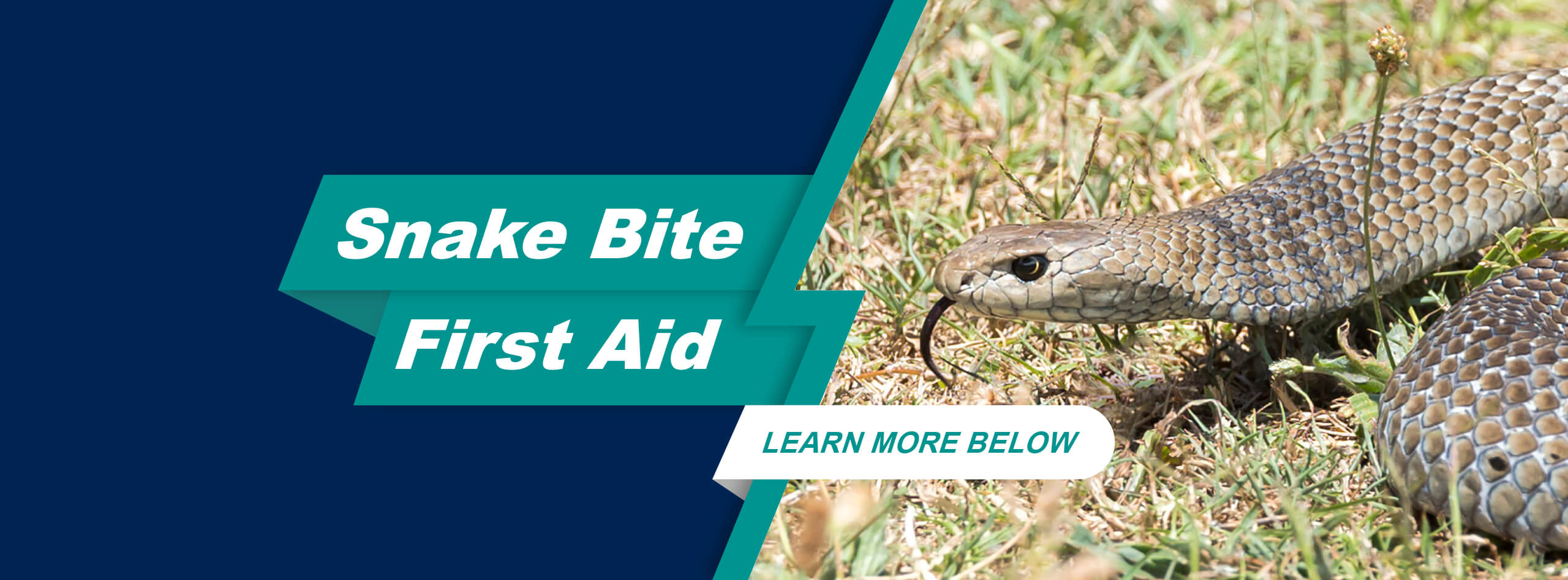 Snake Bite First Aid banner