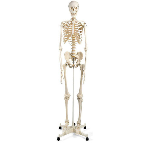 Standard Skeleton on Stand 